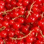 Red Currant Ribes Rubrum Easy 50 PCS Seeds