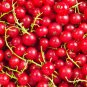 Red Currant Ribes Rubrum Easy 50 PCS Seeds