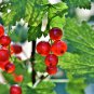 Red Currant Ribes Rubrum Easy 50 PCS Seeds