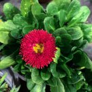 Red Mid Dual Daisy 500 PCS Seeds