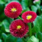 Red Mid Dual Daisy 500 PCS Seeds