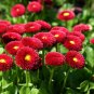 Red Mid Dual Daisy 500 PCS Seeds