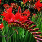 RED CROCOSMIA Lucifer Plant 50 PCS Seeds