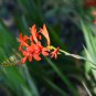 RED CROCOSMIA Lucifer Plant 50 PCS Seeds