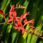 RED CROCOSMIA Lucifer Plant 50 PCS Seeds