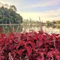 Red Coleus Flower 100 PCS Seeds