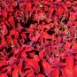 Red Coleus Flower 100 PCS Seeds