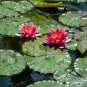 RED Lotus Nymphaea Asian Water Lily Pad Flower Pond Aquatic Plants 10 PCS Seeds