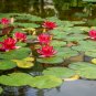 RED Lotus Nymphaea Asian Water Lily Pad Flower Pond Aquatic Plants 10 PCS Seeds