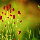 Red Burnet Sanguisorba Officinalis HERB Flower 100 PCS Seeds Red Burnet Sanguisorba Officinalis HERB Flower 100 PCS Seeds