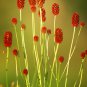 Red Burnet Sanguisorba Officinalis HERB Flower 100 PCS Seeds