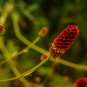 Red Burnet Sanguisorba Officinalis HERB Flower 100 PCS Seeds