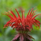 Red Bee Balm Monarda Flower 25 PCS Seeds Red Bee Balm Monarda Flower 25 PCS Seeds