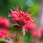 Red Bee Balm Monarda Flower 25 PCS Seeds