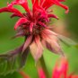 Red Bee Balm Monarda Flower 25 PCS Seeds