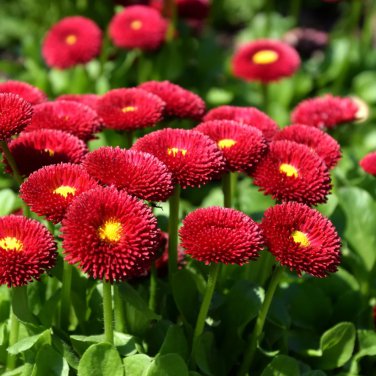 Red Lar Daisy 500 PCS Seeds