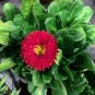 Red Lar Daisy 500 PCS Seeds