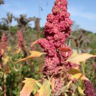 RED Head Quinoa Grain Chenopodium Quinoa Pink & Red Heads 100 PCS Seeds RED Head Quinoa Grain Chenopodium Quinoa Pink & Red Heads 100 PCS Seeds