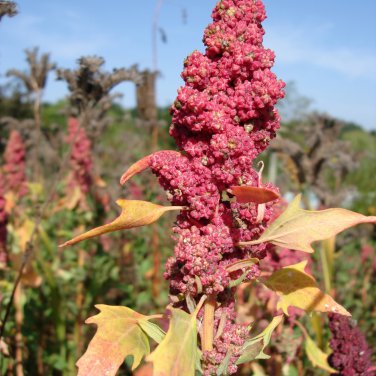 RED Head Quinoa Grain Chenopodium Quinoa Pink & Red Heads 100 PCS Seeds