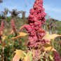 RED Head Quinoa Grain Chenopodium Quinoa Pink & Red Heads 100 PCS Seeds