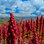 RED Head Quinoa Grain Chenopodium Quinoa Pink & Red Heads 100 PCS Seeds