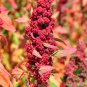 RED Head Quinoa Grain Chenopodium Quinoa Pink & Red Heads 100 PCS Seeds