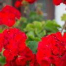 Red Geranium Landscaper Red F1 20 PCS Seeds Red Geranium Landscaper Red F1 20 PCS Seeds