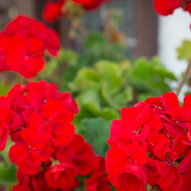 Red Geranium Landscaper Red F1 20 PCS Seeds