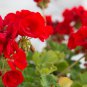 Red Geranium Landscaper Red F1 20 PCS Seeds