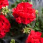 Red Geranium Landscaper Red F1 20 PCS Seeds