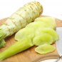 Red Asparagus Lettuce 2000 PCS Seeds