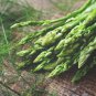 Red Asparagus Lettuce 2000 PCS Seeds