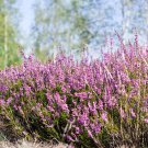 RED AGASTACHE 'HEATHER QUEEN' Hummingbrid Mint Hyssop Flower Herb 30 PCS Seeds