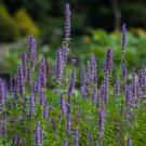 Real Lavender Potted Plants 15 PCS Seeds