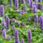 Real Lavender Potted Plants 15 PCS Seeds