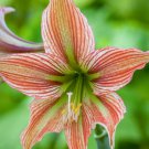 Real Amaryllis Flowers Not Bulbs 100 PCS Seeds