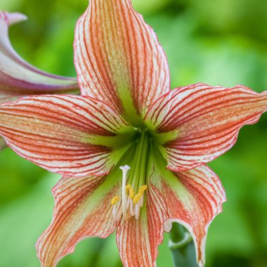 Real Amaryllis Flowers Not Bulbs 100 PCS Seeds
