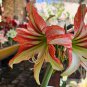 Real Amaryllis Flowers Not Bulbs 100 PCS Seeds