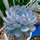 Real Blue Echeveria semillas 100 PCS Seeds