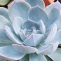 Real Blue Echeveria semillas 100 PCS Seeds