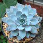 Real Blue Echeveria semillas 100 PCS Seeds