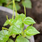 rau cang cua-peperomia pellucida Plant 100 PCS Seeds