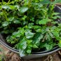 rau cang cua-peperomia pellucida Plant 100 PCS Seeds