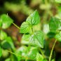 rau cang cua-peperomia pellucida Plant 100 PCS Seeds