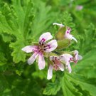 Pelargonium Incrassatum Pink Garden Potted Plants 5 PCS Seeds Pelargonium Incrassatum Pink Garden Potted Plants 5 PCS Seeds
