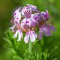 Pelargonium Incrassatum Pink Garden Potted Plants 5 PCS Seeds