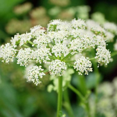 Plant Saposhnikoviae Radix Grow Bei Fang Feng 200 PCS Seeds