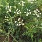 Plant Saposhnikoviae Radix Grow Bei Fang Feng 200 PCS Seeds