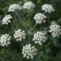 Plant Saposhnikoviae Radix Grow Bei Fang Feng 200 PCS Seeds