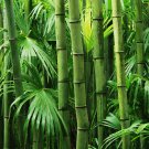 Plant Bambusa Multiplex for Qin Si Bamboo 30 PCS Seeds Plant Bambusa Multiplex for Qin Si Bamboo 30 PCS Seeds
